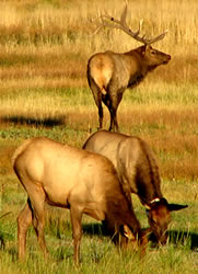 Elk Rut