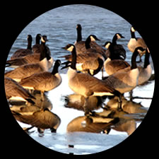 Canada Geese