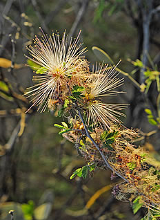 Desert Wild Flowers