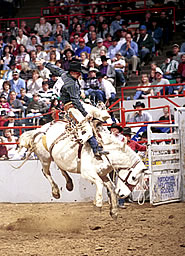 National Western Stock Show